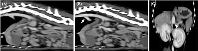 Case report: Application of three-dimensional technologies for surgical treatment of portosystemic shunt with segmental caudal vena cava aplasia in two dogs